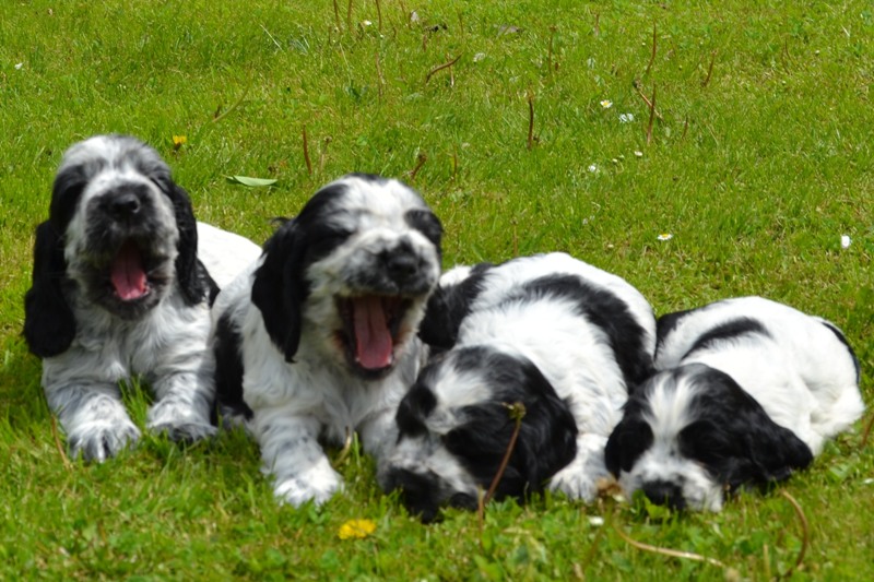 20-Chris, Chiko, Charlie, Chessy.JPG